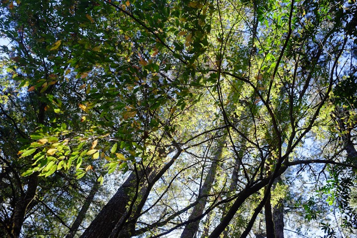 樹下